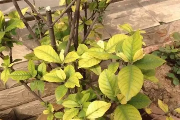 冬季栀子花黄叶处理方法,冬季栀子花黄叶干枯掉叶怎么处理插图5