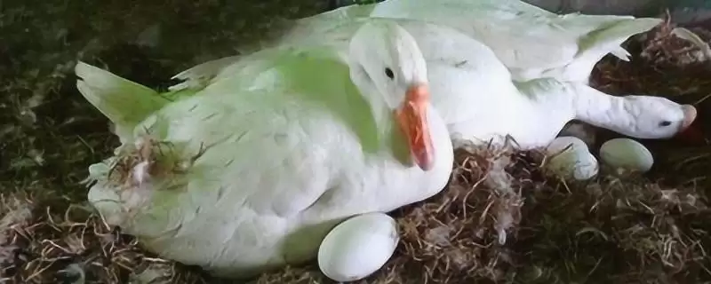 鹅下蛋所需的时间,鹅下蛋的开产期因品种有何不同插图 鹅下蛋所需的时间,鹅下蛋的开产期因品种有何不同插图