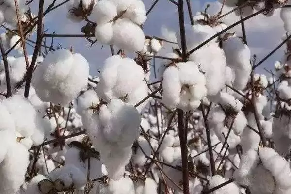 生育期120天周棉8号棉花品种特性全面大揭秘插图2
