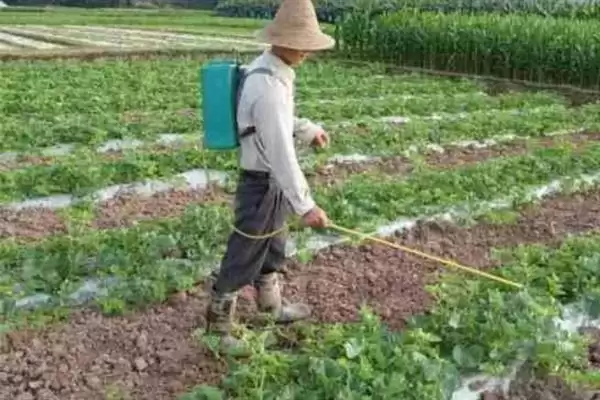 大棚多膜覆盖西瓜的栽培方法是,大棚多膜覆盖西瓜的栽培方法插图15