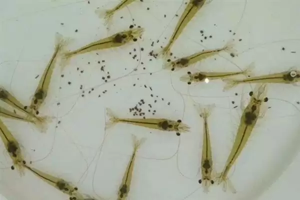 对虾一个月生长长度,对虾一个月正常可以长多少公分长度插图3
