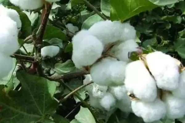 选好品种是棉花抗逆高产培育方法首要要点插图1 选好品种是棉花抗逆高产培育方法首要要点插图1