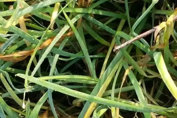 韭菜灰霉病疫病棉疫病致烂叶原因全解析揭秘插图1 韭菜灰霉病疫病棉疫病致烂叶原因全解析揭秘插图1