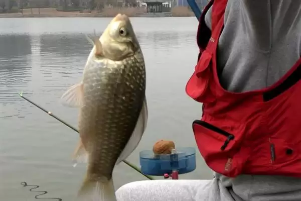 春季钓鲫鱼用什么线组比较好呢,春季钓鲫鱼用的线组插图2 春季钓鲫鱼用什么线组比较好呢,春季钓鲫鱼用的线组插图2