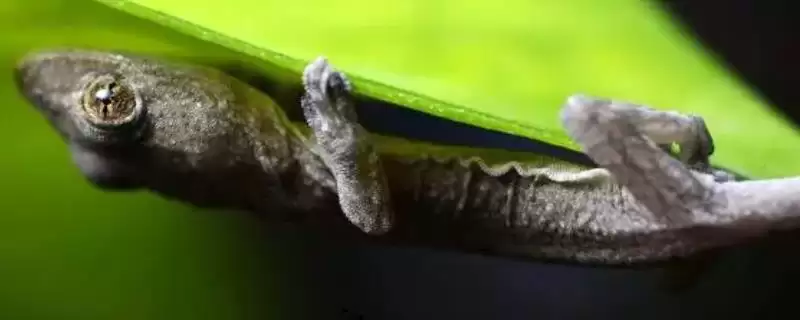 壁虎属于卵生还是胎生的动物呢,壁虎属于卵生还是胎生动物-会东网