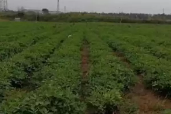 花生常见虫害蛴螬棉铃虫蚜虫类型全解析插图8