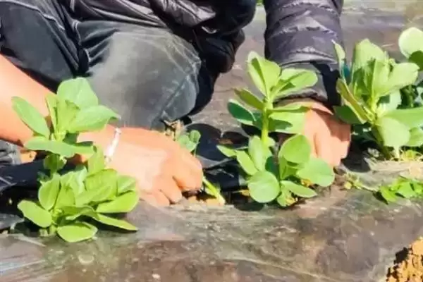 种植蚕豆行距30厘米株距多少？插图1
