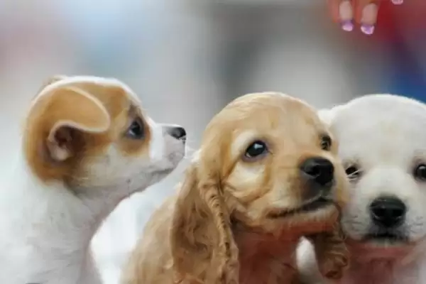 宠物养殖能不能赚钱及情况分析,宠物养殖能赚钱吗插图2 宠物养殖能不能赚钱及情况分析,宠物养殖能赚钱吗插图2