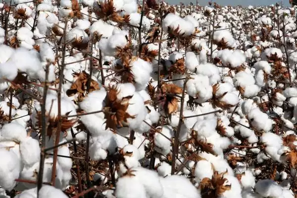 气候适宜面积大新疆种植棉花优势全面大揭秘插图2 气候适宜面积大新疆种植棉花优势全面大揭秘插图2