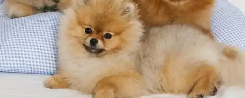 宠物狗狗口臭怎么解决和处理呢,宠物狗狗口臭怎么解决-会东网