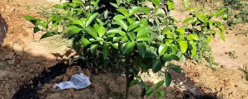 柑橘秋施基肥的要点,对柑橘秋施基肥的要点有哪些方面-会东网