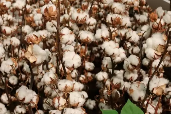 陆地棉良种清末引入中国棉花传入时间全揭秘插图3 陆地棉良种清末引入中国棉花传入时间全揭秘插图3