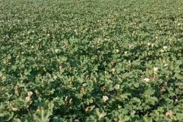 生育期134天鄂杂棉11F1种子详细信息全介绍插图3 生育期134天鄂杂棉11F1种子详细信息全介绍插图3