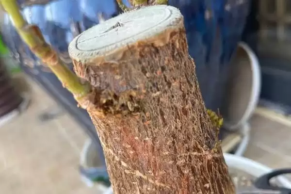 发财树发芽可能性,发财树只剩下树干还能不能再次发芽插图1 发财树发芽可能性,发财树只剩下树干还能不能再次发芽插图1