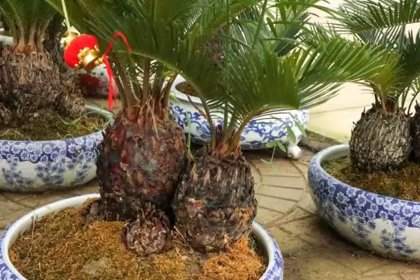 菠萝铁树的夏季养殖技巧有哪些呢,菠萝铁树的夏季养殖技巧插图3