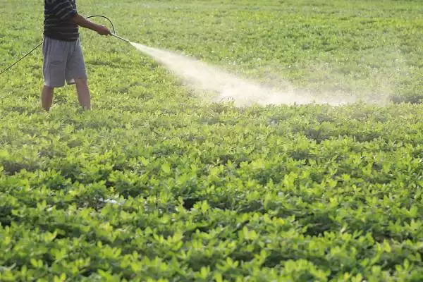 花生常见虫害蛴螬棉铃虫蚜虫类型全解析插图2