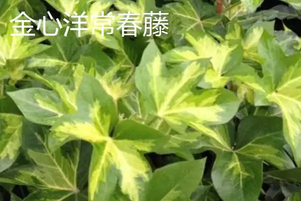 常春藤有哪些常见的品种呢,常春藤的品种插图4