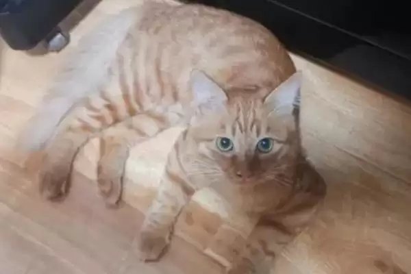 对猫毛过敏者养猫情况,对猫毛过敏的人能不能进行养猫插图2 对猫毛过敏者养猫情况,对猫毛过敏的人能不能进行养猫插图2