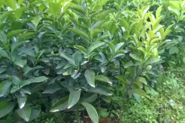 丑美人柑橘苗有哪些特征和特点,丑美人柑橘苗的特征插图1 丑美人柑橘苗有哪些特征和特点,丑美人柑橘苗的特征插图1