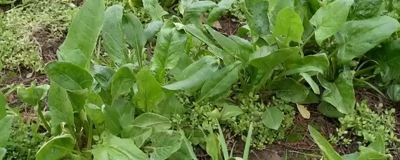 菠菜枯萎病要怎么进行防治呢,菠菜枯萎病怎么防治-会东网