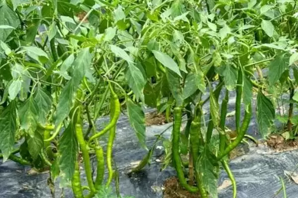 菜椒的播种时间在什么时候呢,菜椒的播种时间插图1