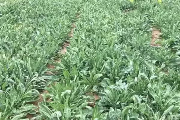 板蓝根的种植技术和方法是怎样呢,板蓝根种植技术插图4