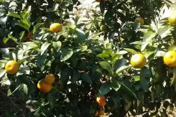 催熟剂具有怎样的作用和效果,催熟剂的作用插图1