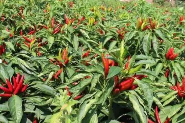 朝天椒的种植技术和方法是怎样呢,朝天椒的种植技术插图2 朝天椒的种植技术和方法是怎样呢,朝天椒的种植技术插图2