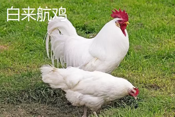 产蛋率高的母鸡有哪些品种呢,产蛋率高的母鸡品种插图1