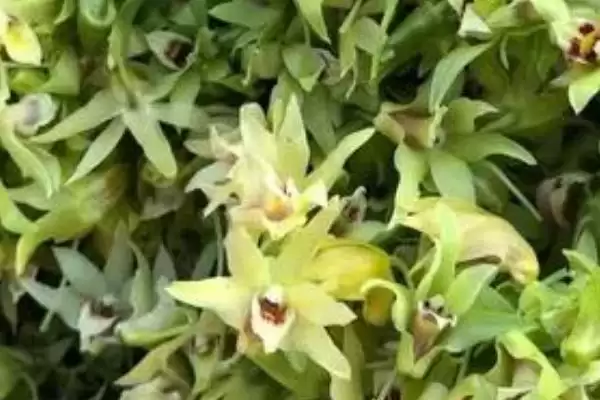 耳环石斛的基本介绍,耳环石斛一般是指哪种石斛植物插图2