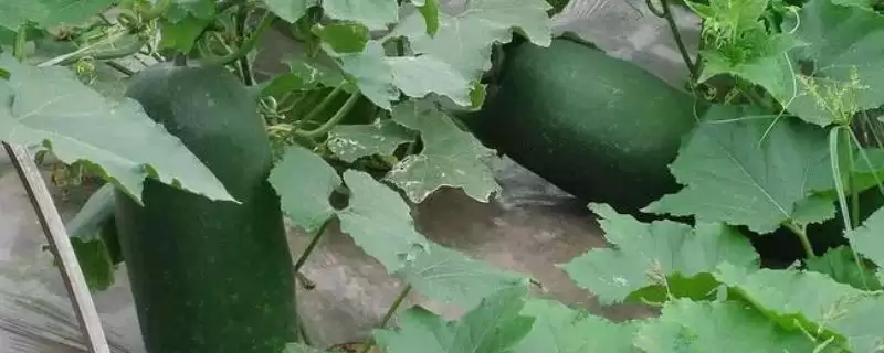 冬瓜老是掉瓜的解决方法,冬瓜老是掉瓜最好如何进行处理插图 冬瓜老是掉瓜的解决方法,冬瓜老是掉瓜最好如何进行处理插图