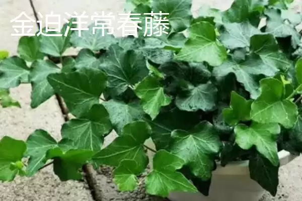常春藤有哪些常见的品种呢,常春藤的品种插图2