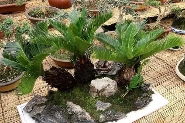 菠萝铁树的夏季养殖技巧有哪些呢,菠萝铁树的夏季养殖技巧插图1