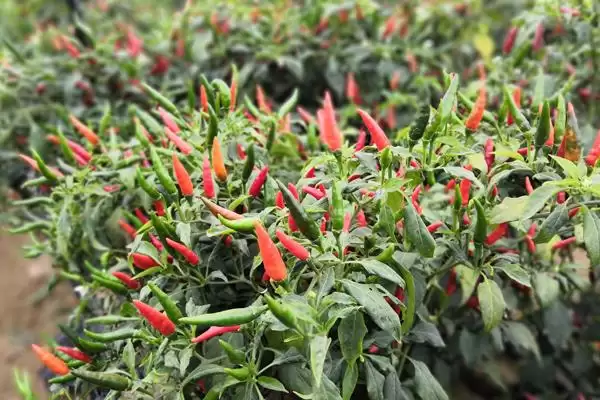 朝天椒的种植技术和方法是怎样呢,朝天椒的种植技术插图1 朝天椒的种植技术和方法是怎样呢,朝天椒的种植技术插图1