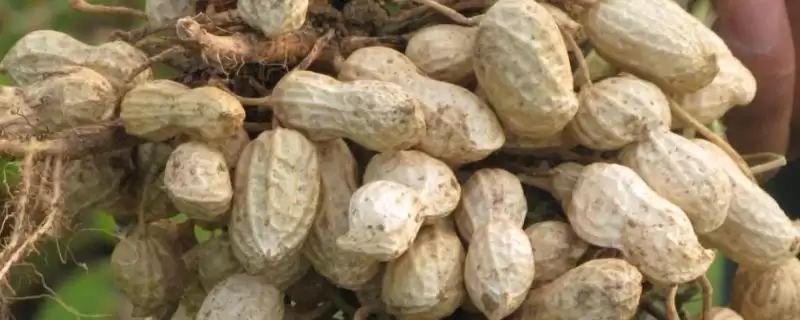 花生常见虫害蛴螬棉铃虫蚜虫类型全解析-会东网