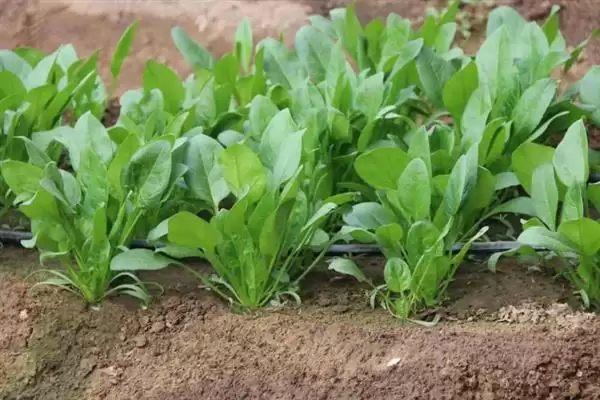 菠菜霜霉病的防治技术有哪些呢,菠菜霜霉病的防治技术插图1