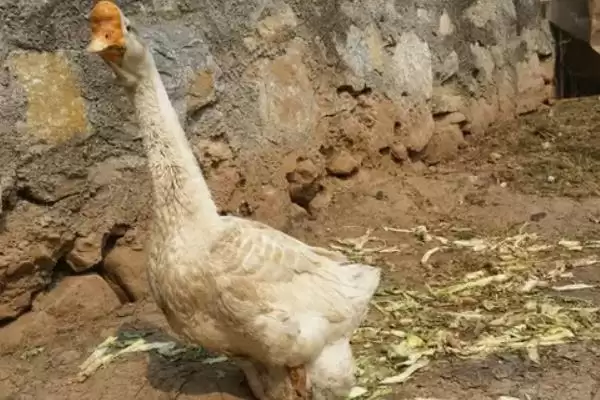 鹅下蛋所需的时间,鹅下蛋的开产期因品种有何不同插图5 鹅下蛋所需的时间,鹅下蛋的开产期因品种有何不同插图5