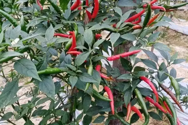 朝天椒盆栽种植技术和要点是啥,朝天椒盆栽种植技术插图1
