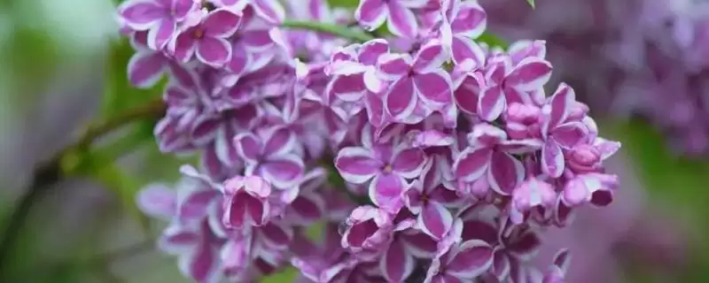 丁香花的植物基本介绍,丁香花是怎样的落叶灌木或小乔木-会东网
