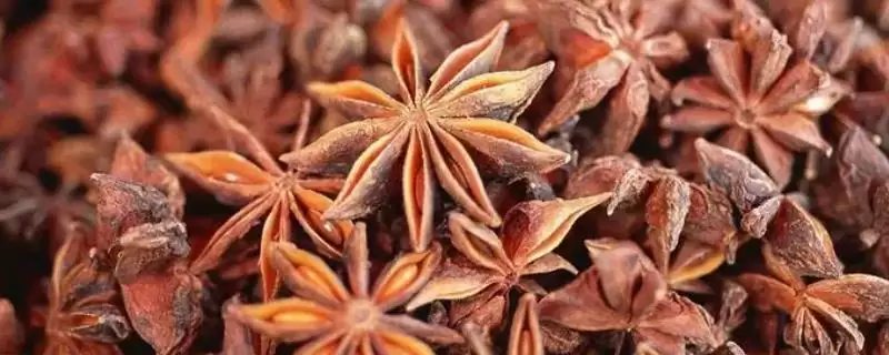 大茴香和小茴香有什么区别呢,大茴香和小茴香有什么区别插图 大茴香和小茴香有什么区别呢,大茴香和小茴香有什么区别插图