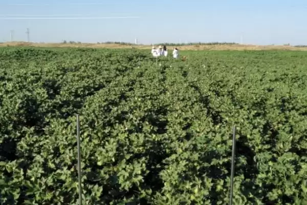 针对不同病虫害棉花田病虫害防治方法全解析插图1 针对不同病虫害棉花田病虫害防治方法全解析插图1