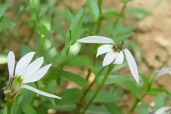 半边莲的繁殖方法和方式是怎样呢,半边莲的繁殖方法插图3 半边莲的繁殖方法和方式是怎样呢,半边莲的繁殖方法插图3