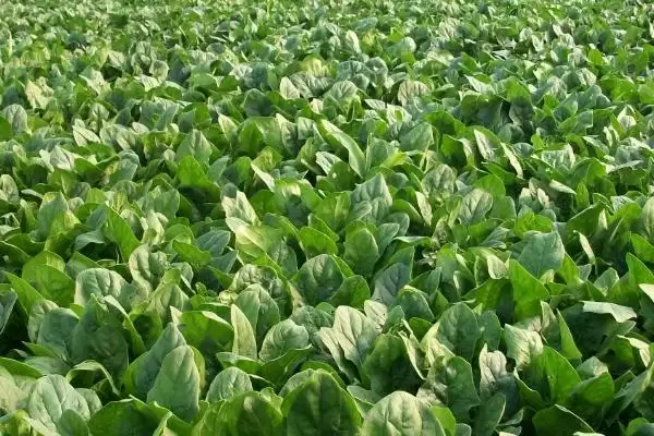 菠菜枯萎病要怎么进行防治呢,菠菜枯萎病怎么防治插图1