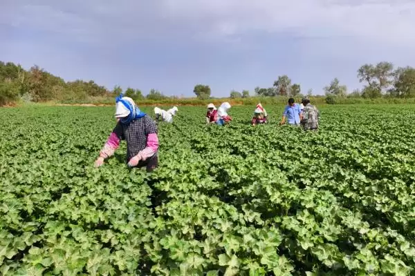 常用氟节胺矮壮素多效唑棉花免打顶剂药种类插图4