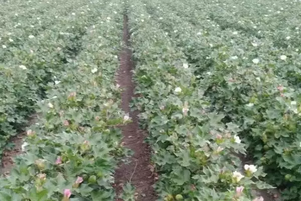 棉株长势叶面喷肥防棉花中后期早衰要点解析插图2 棉株长势叶面喷肥防棉花中后期早衰要点解析插图2