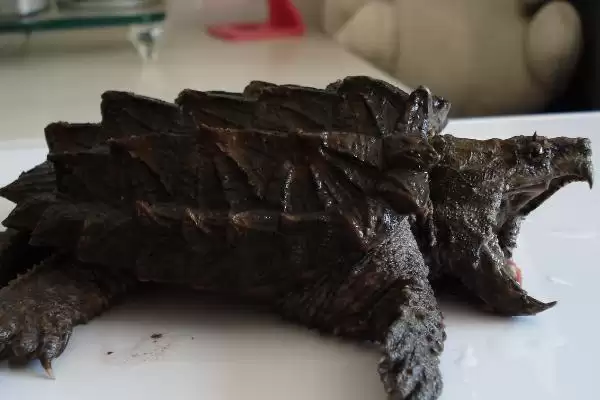 大鳄龟是否需要晒背及有何作用,大鳄龟是否要晒背插图2 大鳄龟是否需要晒背及有何作用,大鳄龟是否要晒背插图2