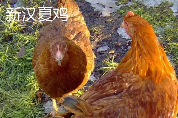 产蛋率高的母鸡有哪些品种呢,产蛋率高的母鸡品种插图2