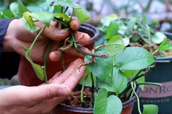 绿萝在春季隔多久浇一次水比较合适？插图6