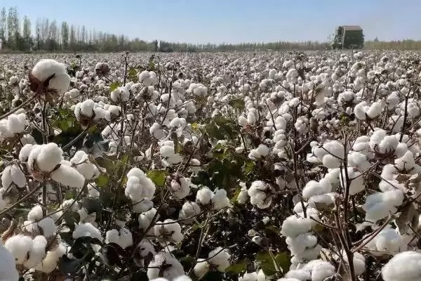 锦葵科棉属植物棉花是什么详细信息全解析插图3 锦葵科棉属植物棉花是什么详细信息全解析插图3