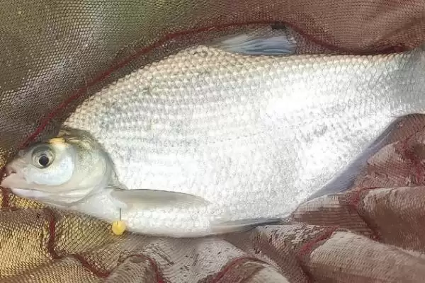 鳊鱼是一种怎样的鱼类呢,鳊鱼简介插图2 鳊鱼是一种怎样的鱼类呢,鳊鱼简介插图2